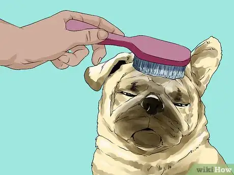Image titled Groom Pugs Step 4