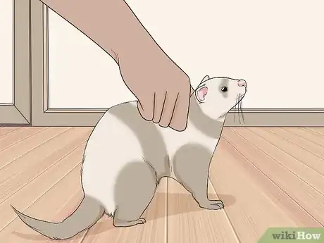 Image titled Let Your Ferret Out of Its Cage Step 13