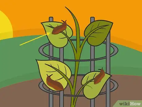 Image titled Grow Potatoes in a Wire Cage Step 19