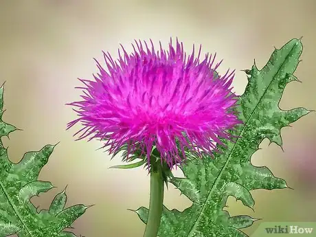 Image titled Root Out Thistles Step 1