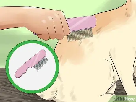 Image titled Take Care of a Japanese Bobtail Step 14