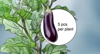 Prune Eggplant