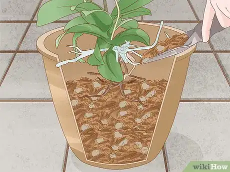 Image titled Repot Orchids with Air Roots Step 10