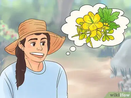 Image titled Grow Evening Primrose Step 1