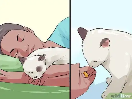 Image titled Keep an Old Cat Young at Heart Step 7