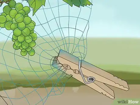 Image titled Protect Grapes from Birds Step 10
