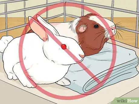Image titled Care for a Guinea Pig with Pneumonia Step 20