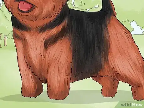 Image titled Identify a Norwich Terrier Step 9
