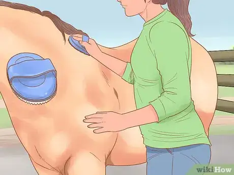 Image titled Groom a Horse for a Show Step 16