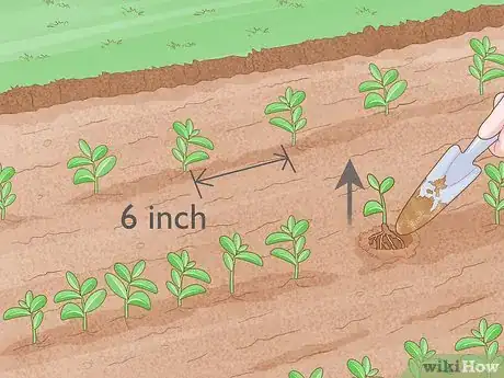 Image titled Grow Night Scented Stock Step 8
