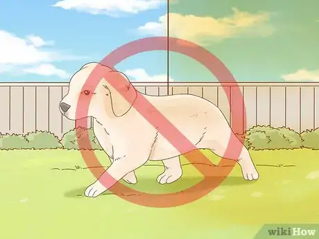 Image titled Treat Seasonal Allergies in Dogs (Home Remedies) Step 6