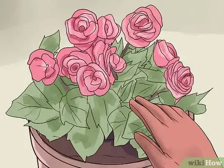 Image titled Grow Begonias Step 6