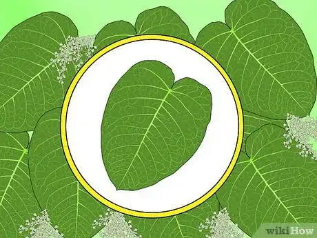 Image titled Identify Knotweed Step 16