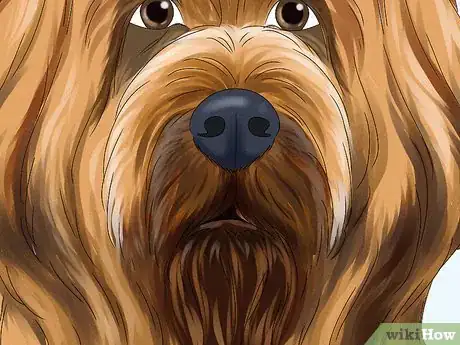 Image titled Identify a Briard Step 4