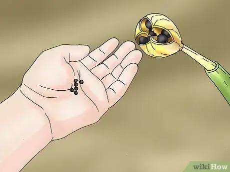 Image titled Propagate Daffodils Step 13