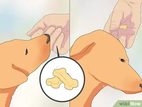 Image titled Introduce a Dog to Pet Chickens Step 11