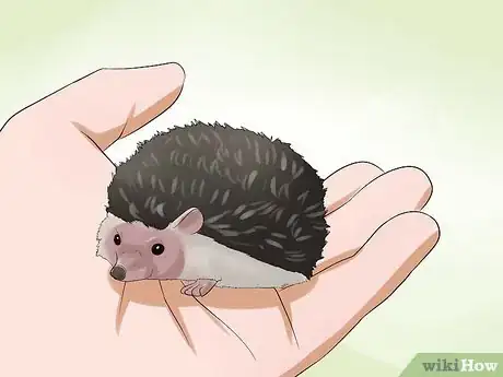 Image titled Help Your Hedgehog Get Used to Handling Step 4
