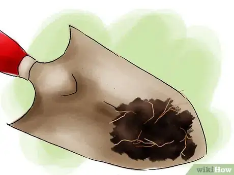 Image titled Plant Pyracantha Step 15