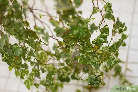 Image titled Clean Your Indoor Houseplants Step 1Bullet2