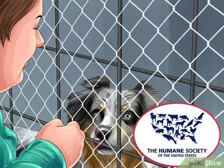 Image titled Find and Care for a Australian Shepherd Step 5