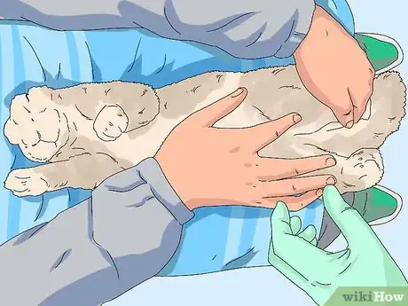 Image titled Determine the Sex of a Rabbit Step 3