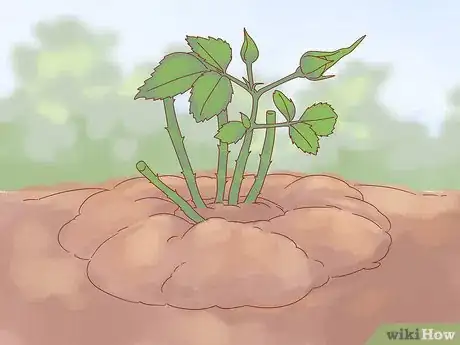 Image titled Plant a Climbing Rose Step 14