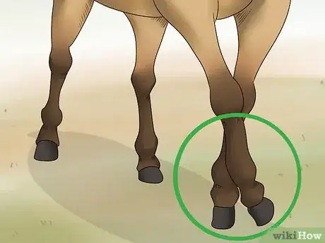 Image titled Handle Equine Wobblers Syndrome Step 3