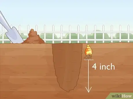 Image titled Plant Spider Lily Bulbs Step 16