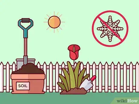 Image titled Get Calla Lilies to Flower Step 11