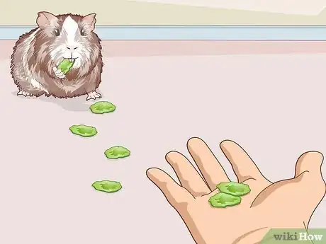 Image titled Teach Your Guinea Pig to Come when Called Step 19