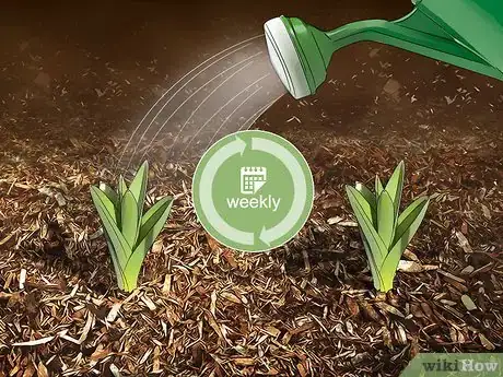 Image titled Grow Tiger Lilies Step 9