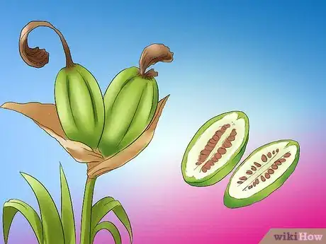 Image titled Deadhead an Iris Step 13