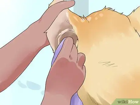 Image titled Groom a Short Haired Dog Step 11