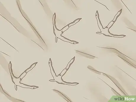 Image titled Identify Animal Tracks Step 12