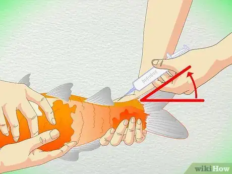 Image titled Draw Blood from an Adult Fish Step 7