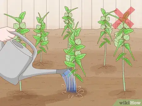 Image titled Sow Yellow Rattle Step 9