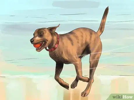 Image titled Tell if Your Older Dog Is over Exerting Itself Step 6