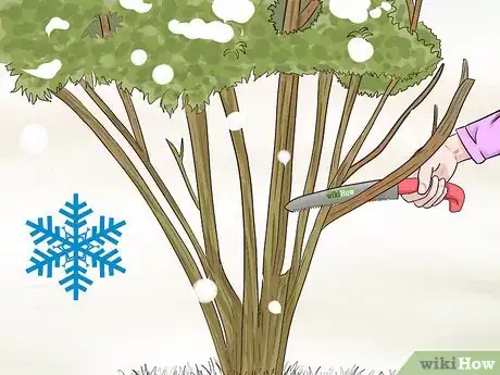 Image titled Prune Pomegranate Trees Step 9