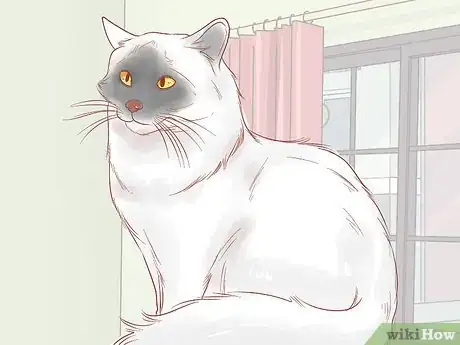 Image titled Choose Between Getting a Kitten or Adult Cat Step 5