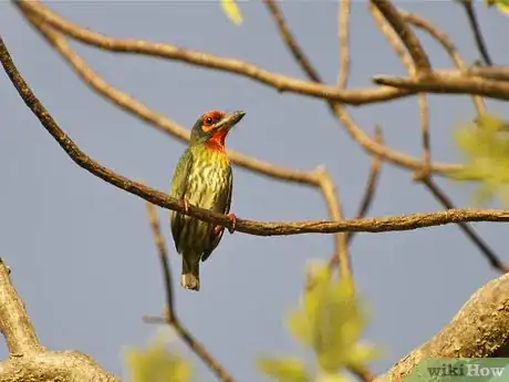 Image titled Be a Wildlife Photographer Step 4