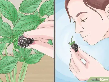 Image titled Harvest Blackberries Step 8