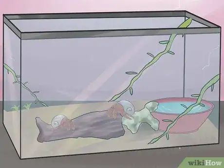 Image titled Breed Hermit Crabs Step 11