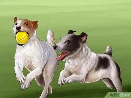 Image titled Introduce a New Dog in a Not Neutral Area Step 11