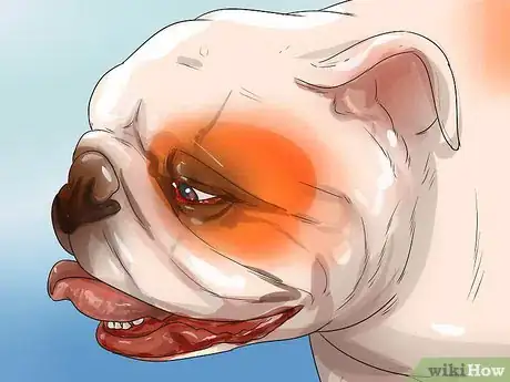 Image titled Prevent Canine Leptospirosis Step 9