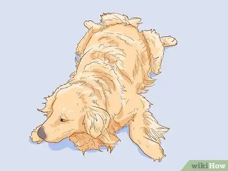 Image titled Treat Skin Allergies in Golden Retrievers Step 17