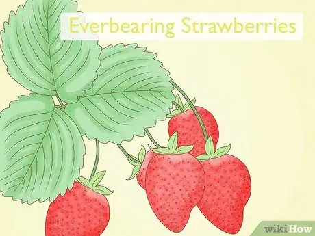 Image titled Grow Strawberries in Hanging Baskets Step 1