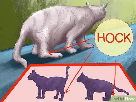 Image titled Spot Feline Diabetes Step 6
