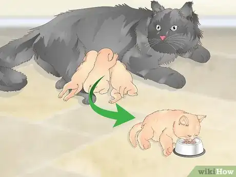 Image titled Manage Wool Sucking in Cats Step 9