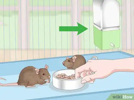 Image titled Keep a Pair of Pet Rats Step 14