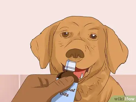 Image titled Keep Pets Safe Around Essential Oils Step 11